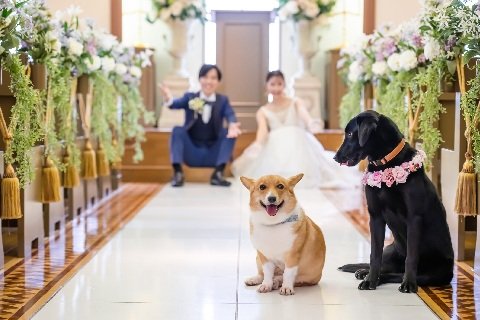 ペット婚
